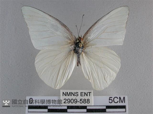 尖翅尖粉蝶藏品圖，第1張