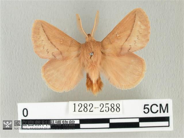 褐斜帶枯葉蛾藏品圖，第1張