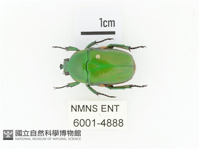 小扇角金龜藏品圖，第1張