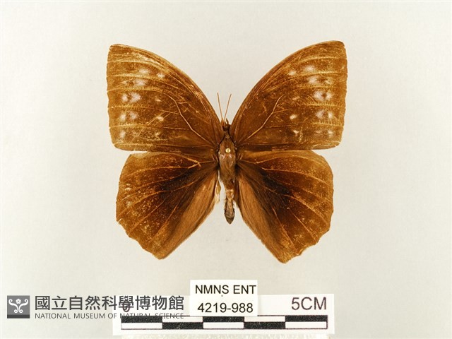 方環蝶藏品圖，第1張