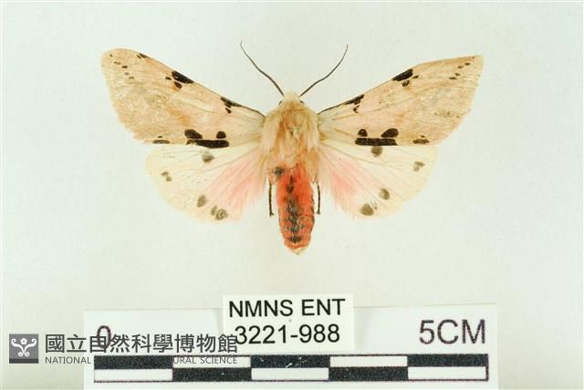 棍棒污燈蛾藏品圖，第1張