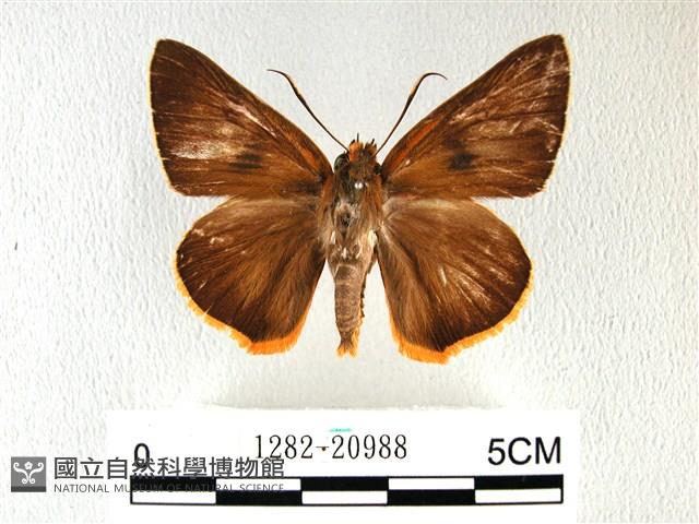 橙翅傘弄蝶藏品圖，第1張