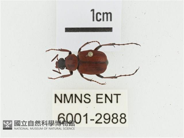 血紅虎斑花金龜藏品圖，第1張