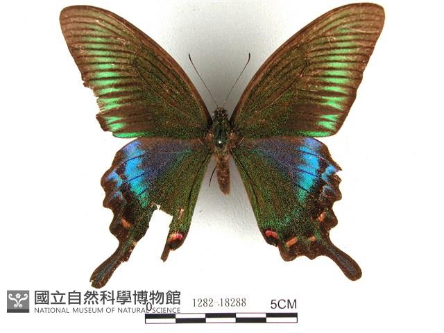 翠鳳蝶蘭嶼亞種藏品圖，第1張