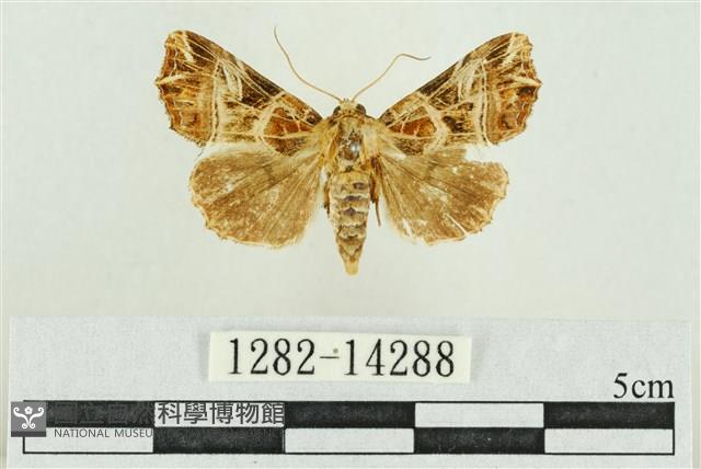弧角散紋夜蛾藏品圖，第1張