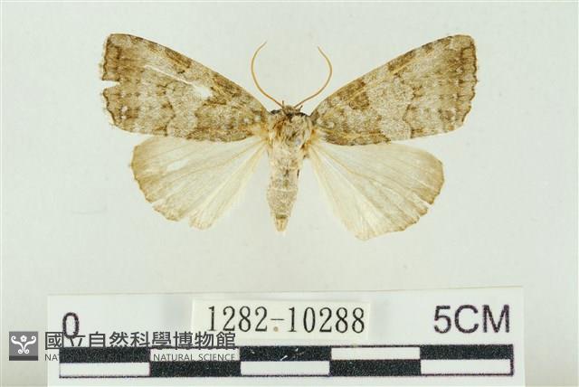 圍異波紋蛾藏品圖，第1張