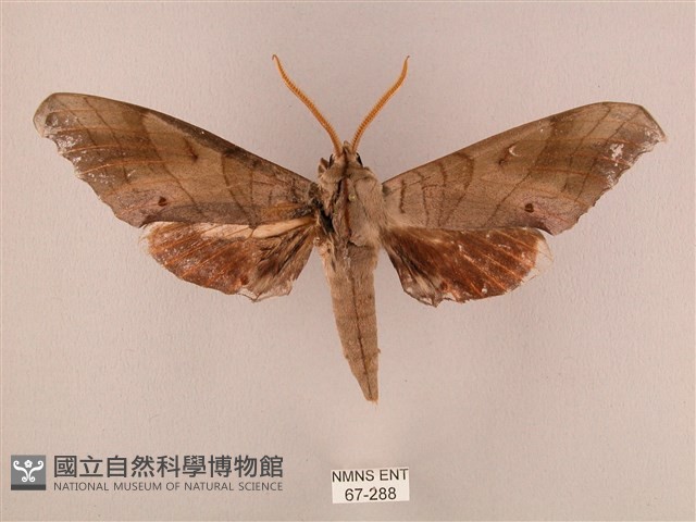 栗六點天蛾藏品圖，第1張