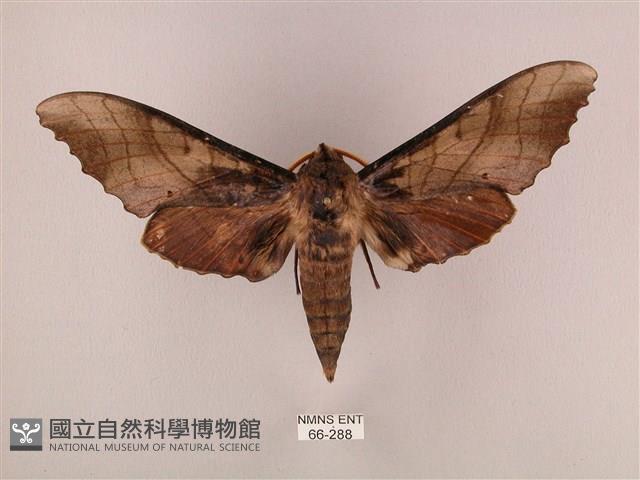 栗六點天蛾藏品圖，第1張