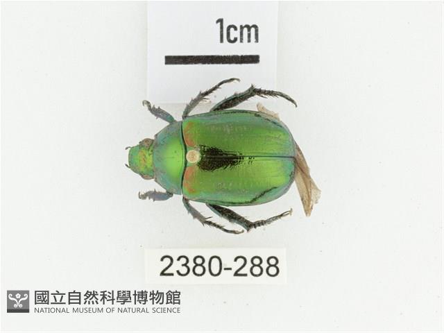 艷金龜藏品圖，第1張