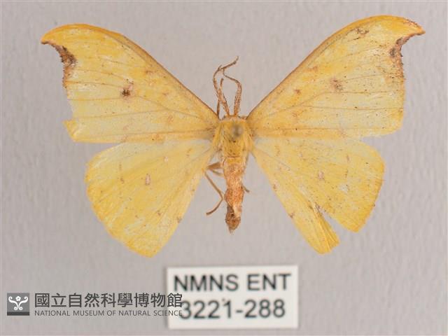 彎黑黃鉤蛾藏品圖，第1張