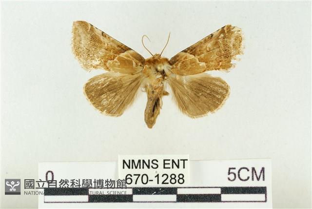 寬帶波紋蛾藏品圖，第1張