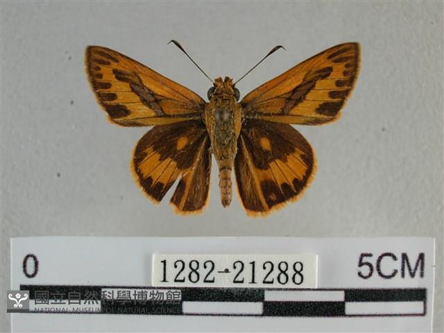 竹橙斑弄蝶藏品圖，第1張