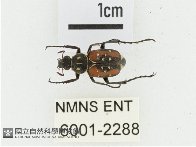 黑虎斑花金龜藏品圖，第1張