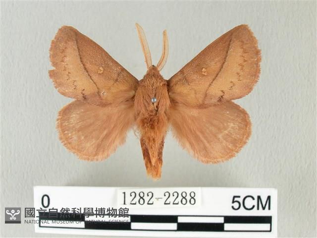 褐斜帶枯葉蛾藏品圖，第1張