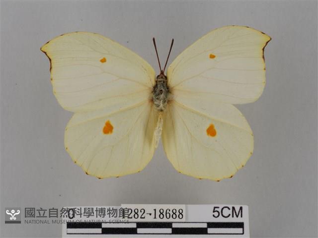 圓翅鉤粉蝶藏品圖，第1張