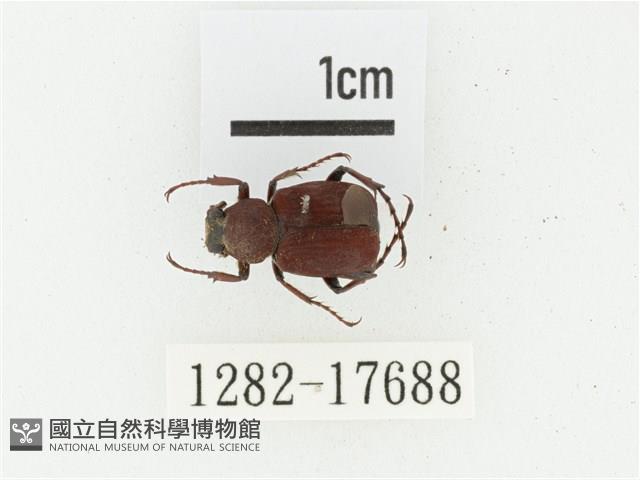 血紅虎斑花金龜藏品圖，第1張