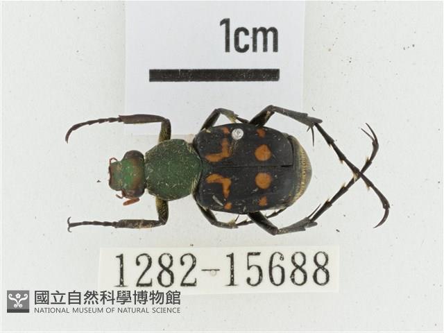 黃肩長腳花金龜藏品圖，第1張