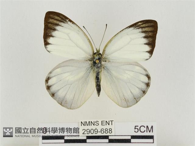 淡褐脈粉蝶藏品圖，第1張