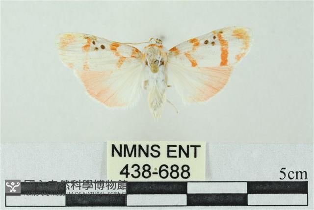 臺雪苔蛾藏品圖，第1張