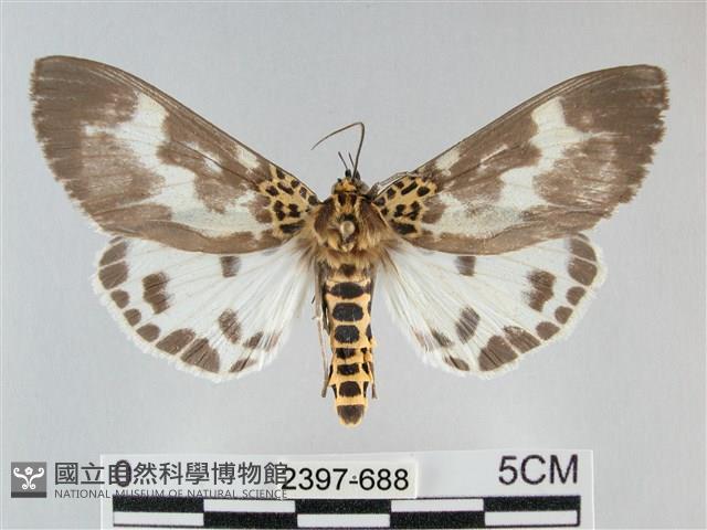 扭擬燈蛾藏品圖，第1張