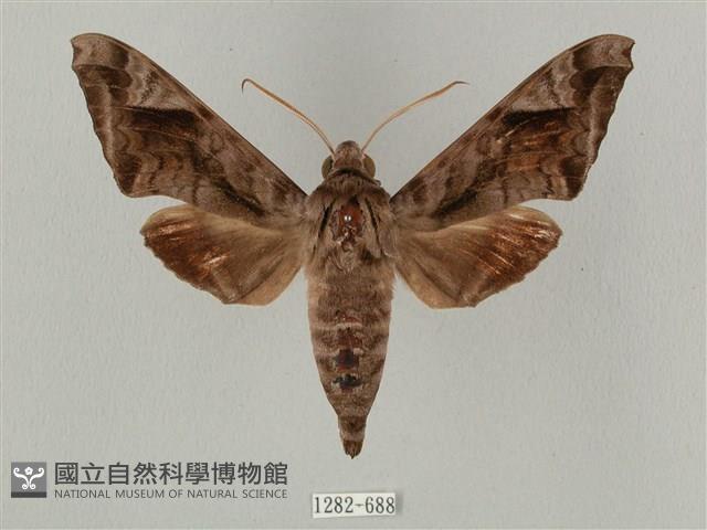 全緣缺角天蛾藏品圖，第1張