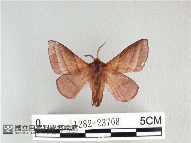 川邊氏枯葉蛾藏品圖，第1張