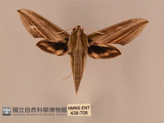 棕綠背線天蛾藏品圖，第1張