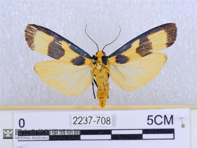 閃光苔蛾藏品圖，第1張