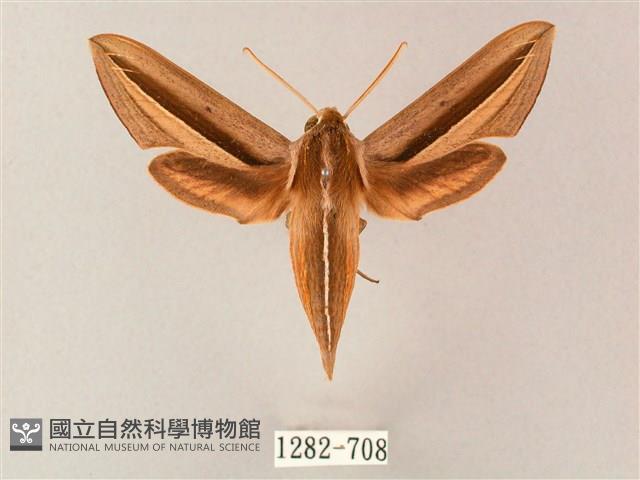 單斜紋天蛾藏品圖，第1張