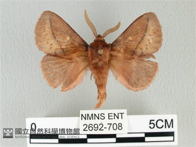 褐斜帶枯葉蛾藏品圖，第1張