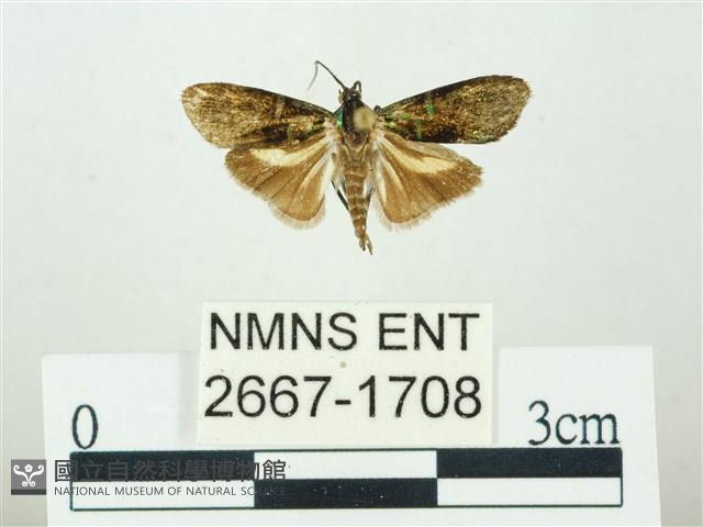 叉紋閃舞蛾藏品圖，第1張