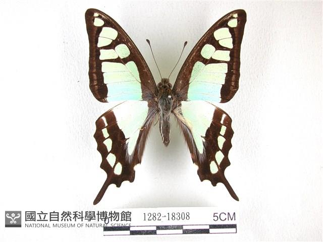 寬帶青鳳蝶藏品圖，第1張