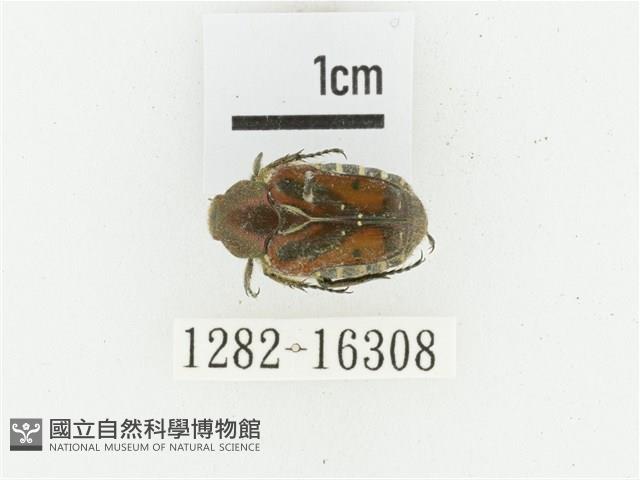 黑斑陷紋金龜藏品圖，第1張