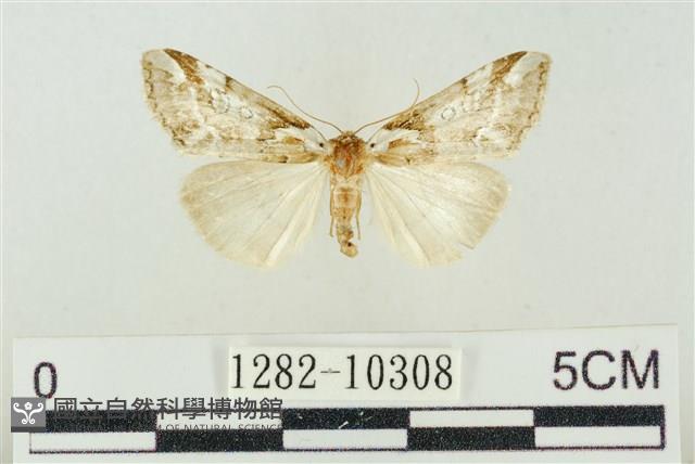臺美波紋蛾藏品圖，第1張