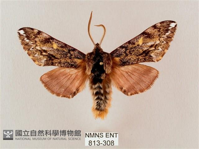 井上氏絨毛天蛾藏品圖，第1張