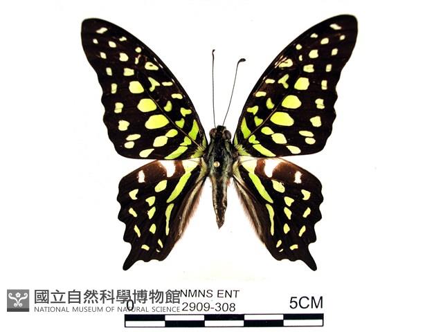 翠斑青鳳蝶藏品圖，第1張