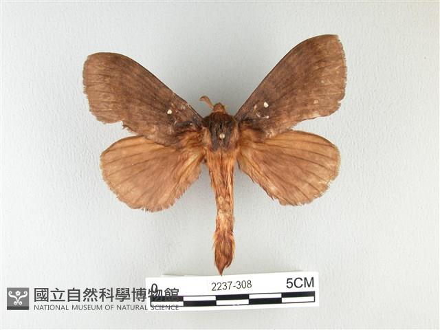 波紋枯葉蛾藏品圖，第1張