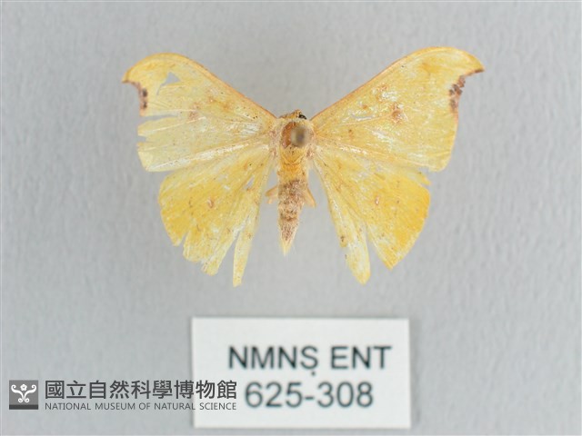 彎黑黃鉤蛾藏品圖，第1張