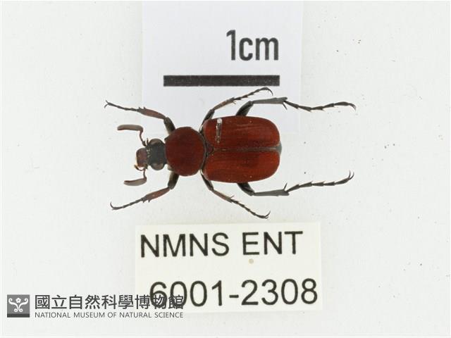 血紅虎斑花金龜藏品圖，第1張