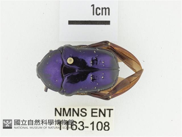 藍艷白點花金龜藏品圖，第1張