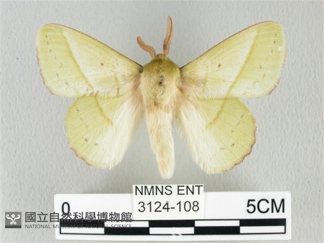 青枯葉蛾藏品圖，第1張