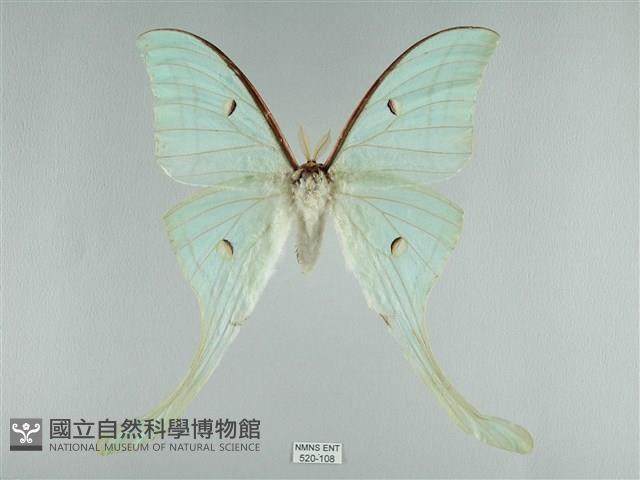 長尾水青蛾藏品圖，第1張