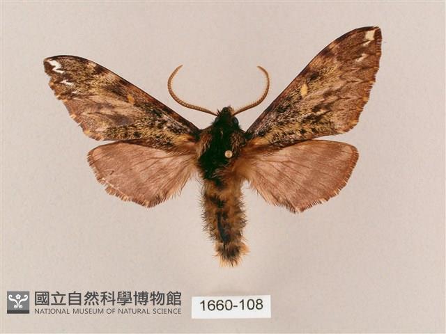 井上氏絨毛天蛾藏品圖，第1張