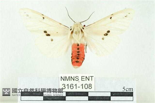 菊池污燈蛾藏品圖，第1張