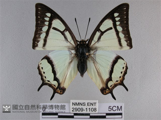 小雙尾蛺蝶藏品圖，第1張