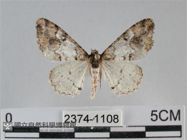 雙峰霜尺蛾藏品圖，第1張