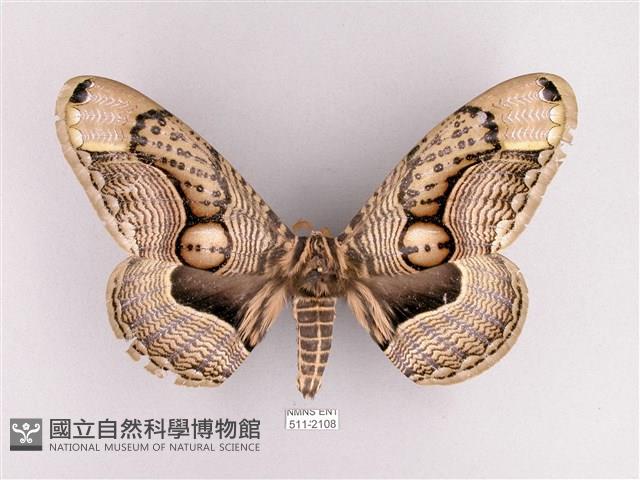 枯球籮紋蛾藏品圖，第1張