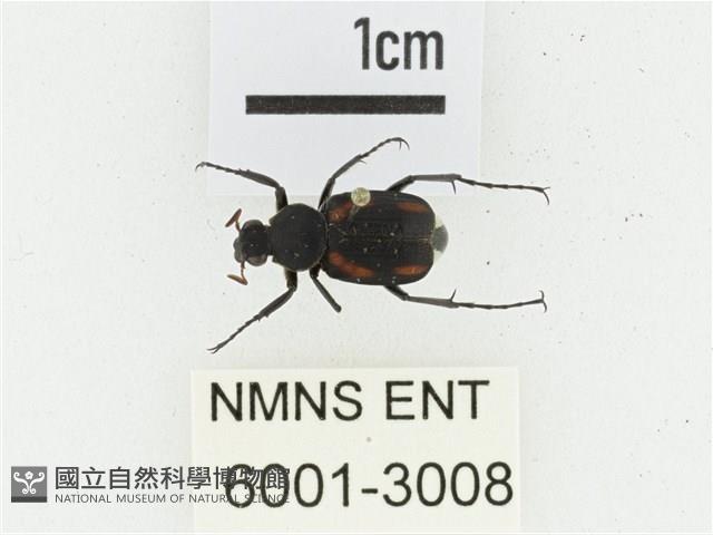 黑虎斑花金龜藏品圖，第1張