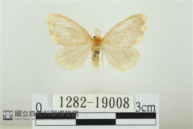 黑翅黃毒蛾藏品圖，第1張