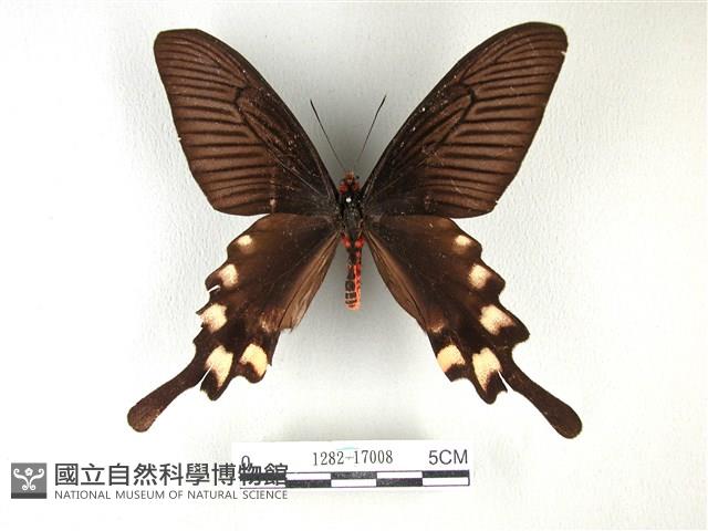 長尾麝鳳蝶藏品圖，第1張